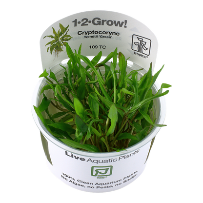 1-2-Grow! Cryptocoryne wendtii ‘Green’