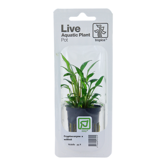 Cryptocoryne x willisii - Pot in blister package
