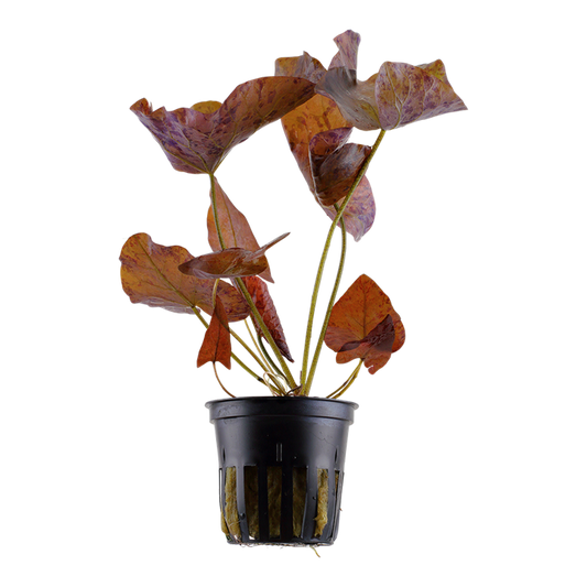 Tropica | Nymphaea lotus - Pot