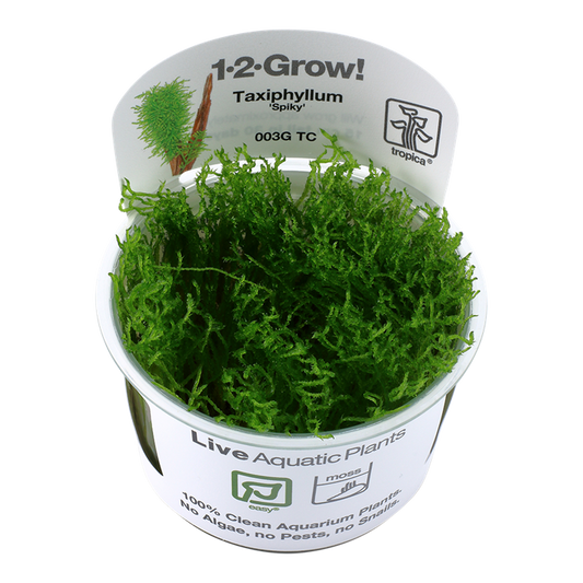 1-2-Grow! Taxiphyllum ‘Spiky’