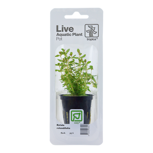 Rotala rotundifolia - Pot in blister package