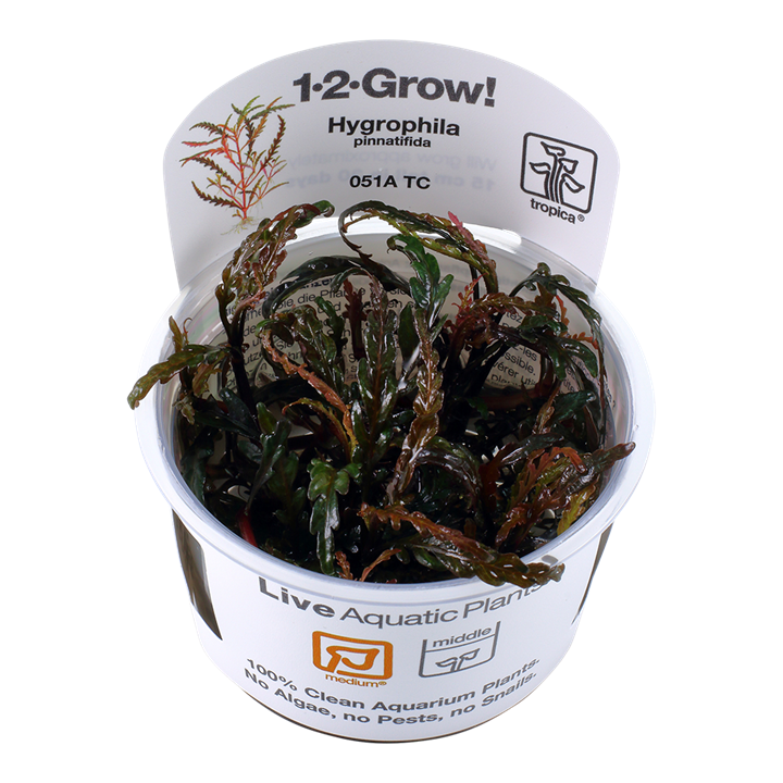 1-2-Grow! Hygrophila pinnatifida