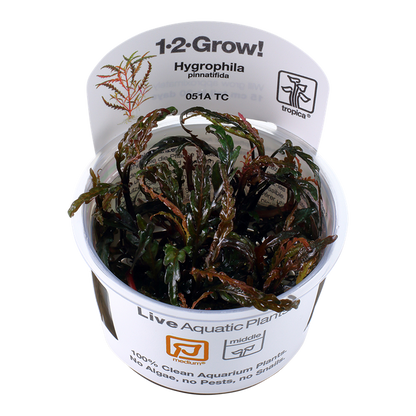 1-2-Grow! Hygrophila pinnatifida