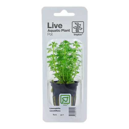 Limnophila sessiliflora - Pot in blister package