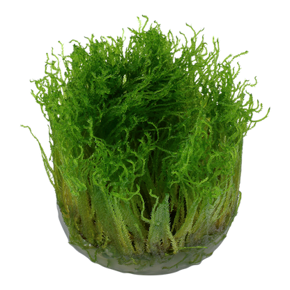 1-2-Grow! Taxiphyllum ‘Spiky’