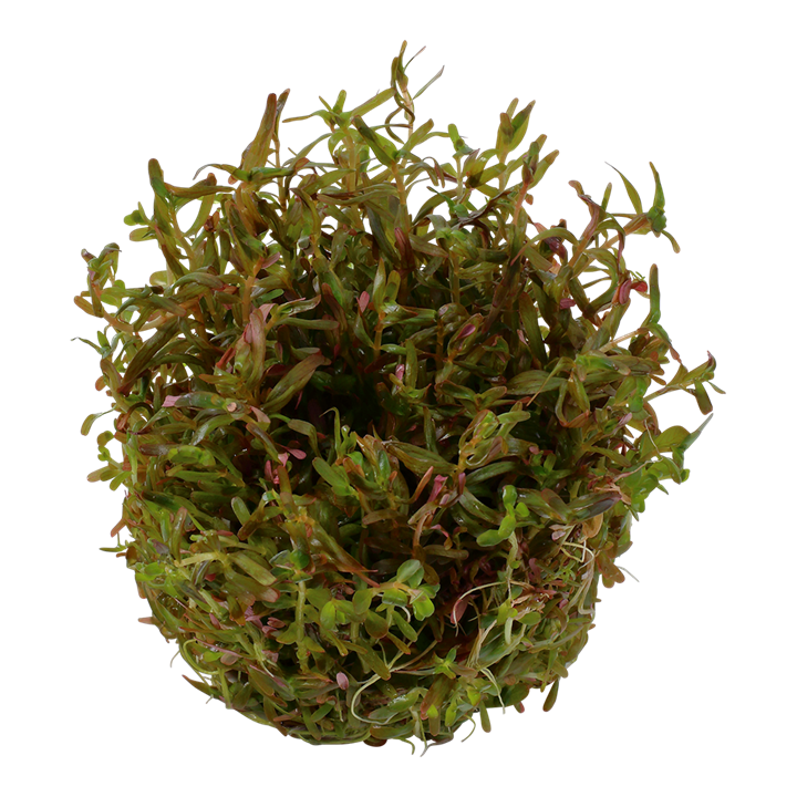 1-2-Grow! Rotala rotundifolia ‘H’ra’