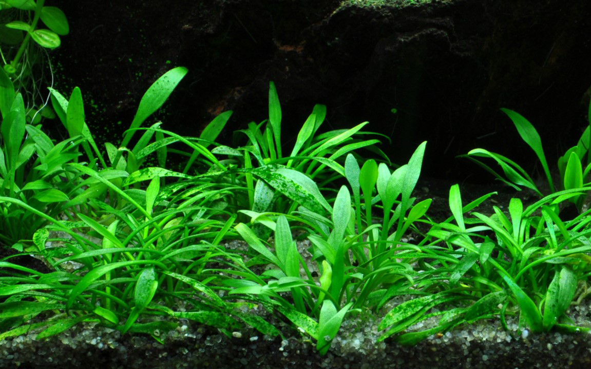 Cryptocoryne parva