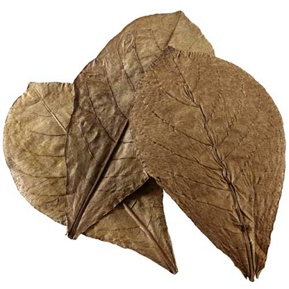 Nano Catappa Leaves (12 pcs)