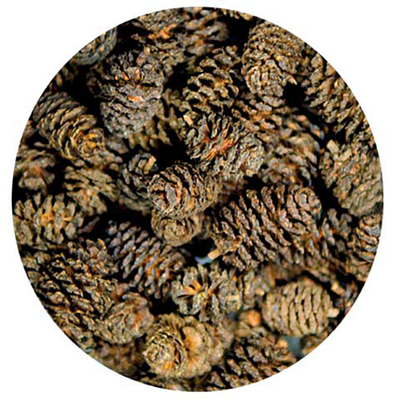 Alder Cones (50 pcs)