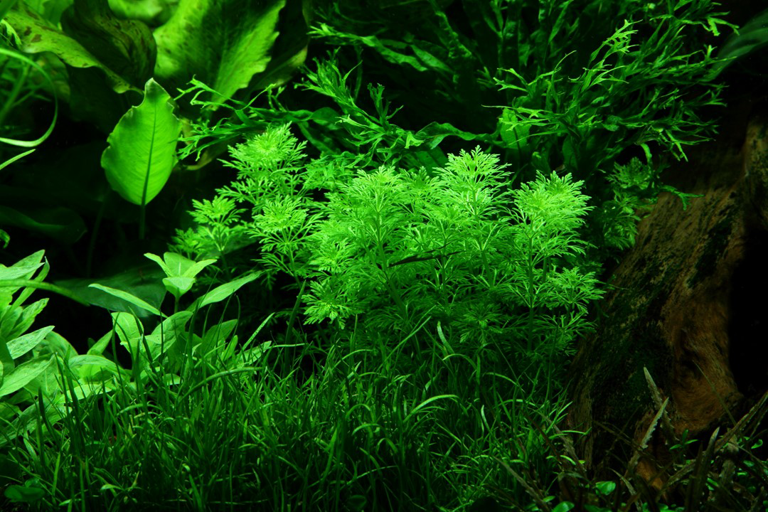 Limnophila sessiliflora - Pot in blister package