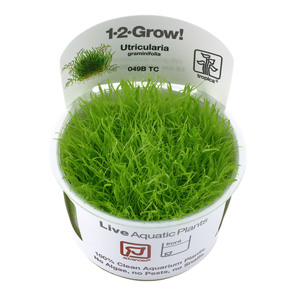 1-2-Grow! Utricularia graminifolia