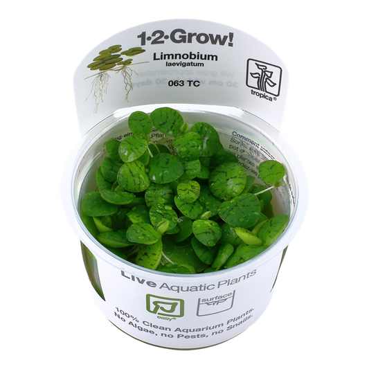 1-2-Grow! Limnobium laevigatum or 'Amazon frogbit'