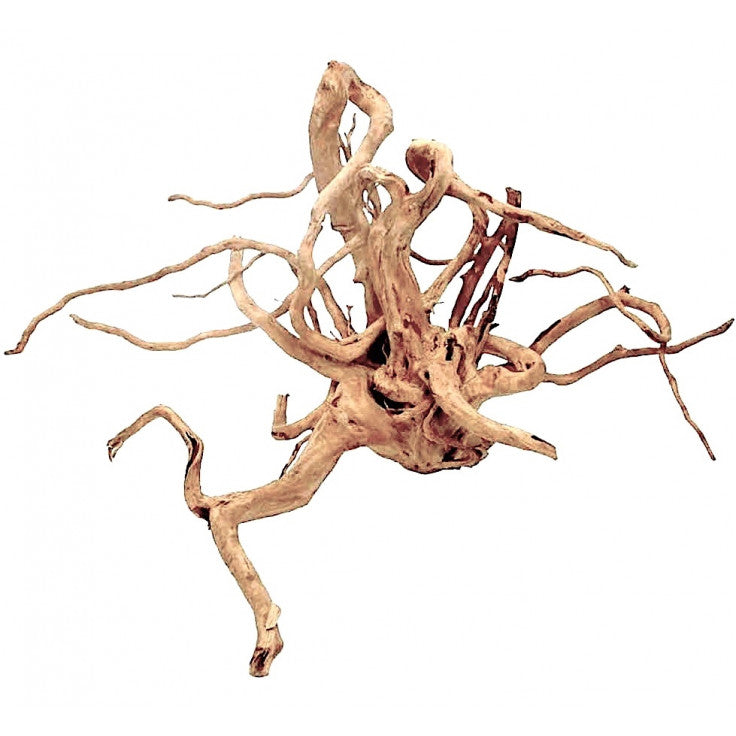 Wood Root