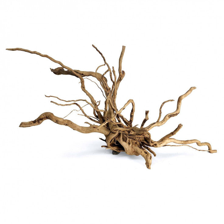 Wood Root